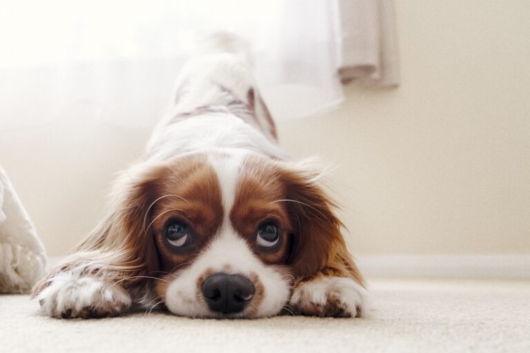 cavalier king charles spaniel, puppy, dog-5952324.jpg