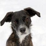 dog, portrait, black-316598.jpg